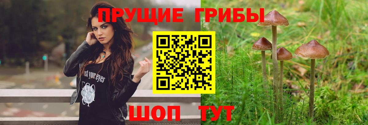 Кимры  Псилоцибиновые грибы мицелий  Вход с VPN  Галлюциногенные грибы Psilocybe 